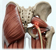 3D piriformis clean.png